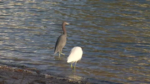 Egret Standing in river Stock Footage 61085333
