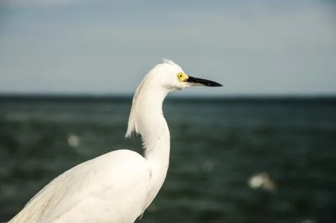 Egret on the sun Stock Photos