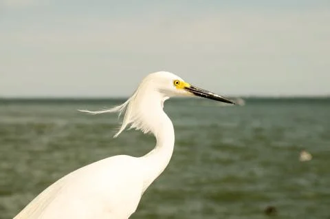 Egret on the sun Stock Photos