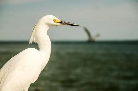 Egret on the sun Stock Photos