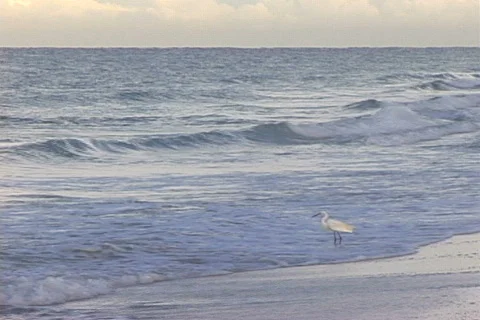 Egret in Surf Видео 817370