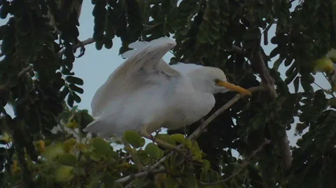 Egret takes off from a branch Stock Footage 39762306