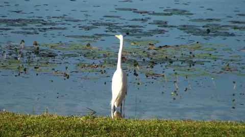 Egret takes flight Stock Footage 29045813