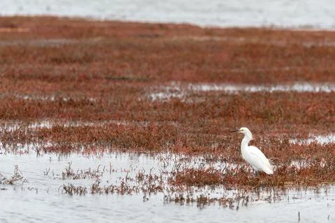 Egret in Tidal Zone Fotos de archivo