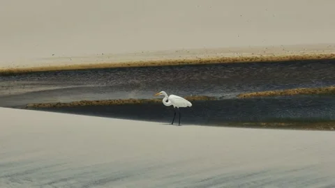 Egret at the top of a dune with lagoon in the background. Lencois Maranhenses Stock Footage 328618990