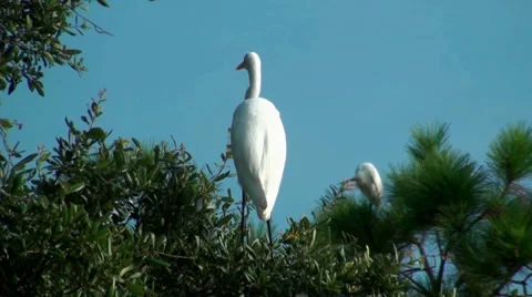 Egret in a tree closeup Stock Footage 27346752