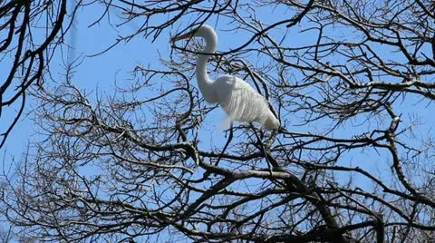 Egret in tree Video stock 22127880