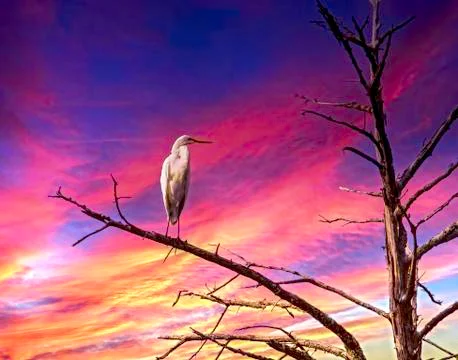 Egret on Tree Limb Foto stock