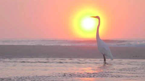 Egret on Tropical Beach at Sunrise In 4K Stock Footage