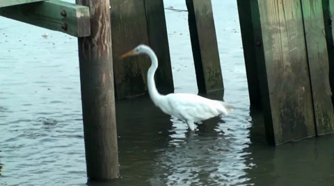Egret under the dock Stock Footage 30480275