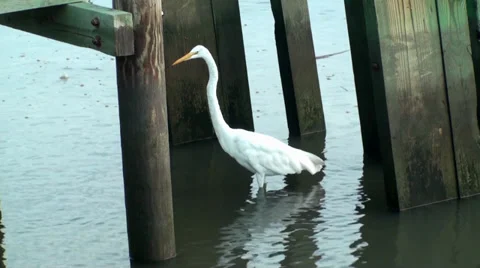 Egret under the dock looking for a fish Stock Footage 30479976