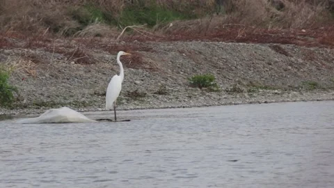 Egret view Stock Footage 235170575