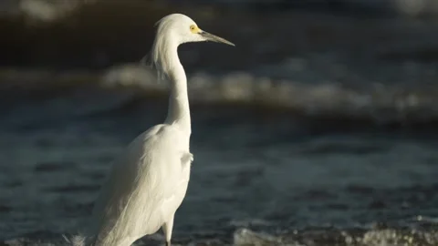 Egret Wading in Lake Granada Tranquil Tropical Waters Stock-Footage 305555259