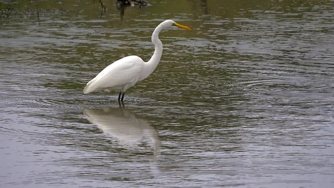 Egret wading in water Stock Footage 108492929