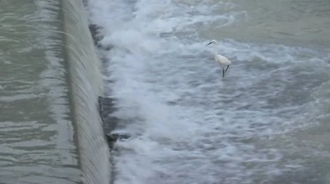 A egret is waiting for eat fish weak from upstream. Stock Footage 22306150