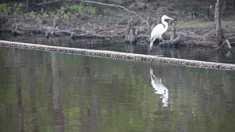 Egret Walking and Drinking at Lake Waccamaw Dam Stock Footage 306595657