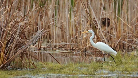 Egret Walking around Cattails Marsh (Color Graded) Stock Footage 86956826