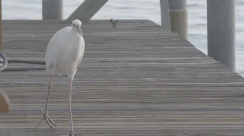 Egret walking on dock Stock Footage 39674137