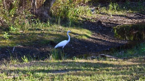 Egret walking down a stream Stock Footage 108516379