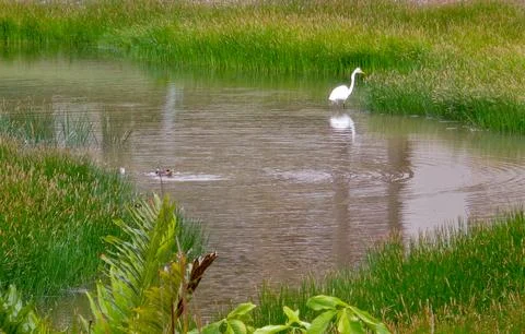 Egret walking in the marsh Stock Photos