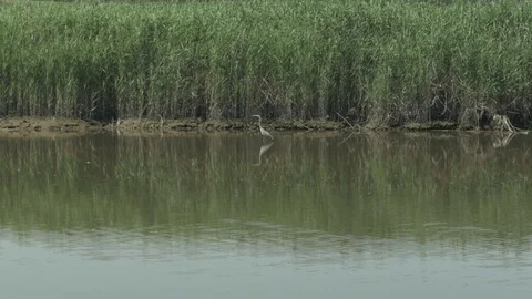 Egret Walking in Marshland Stock Footage 77479234