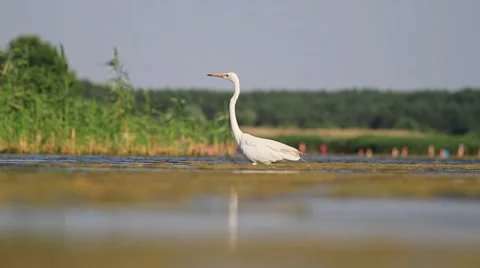 Egret walking in shallow water Stock Footage 64967272