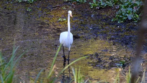 Egret walking up a stream Stock Footage 108516486