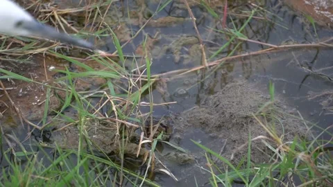 An egret watching the head of a python in the water Stock Footage 236861742