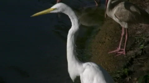 Egret by Water 2 스톡 동영상 133208