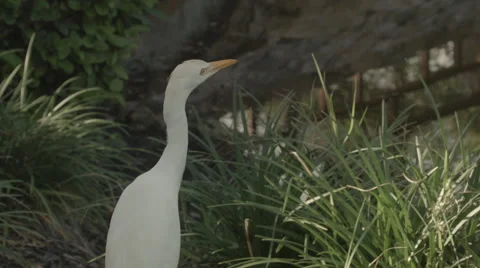Egret By Water Close Up Vídeo Stock 61196215