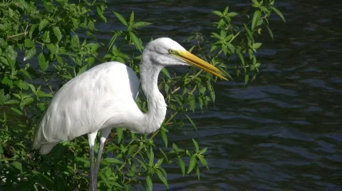 Egret by water Stock Footage 133318