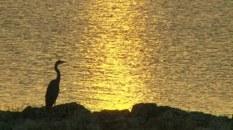 Egret on the Water Stock Footage 12339239