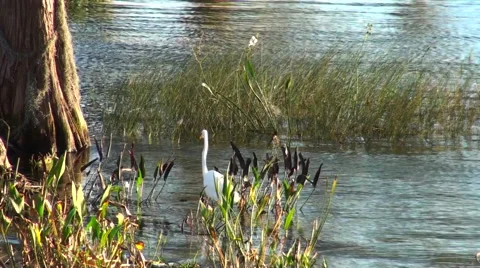 Egret at the water’s edge Stock Footage 50135760