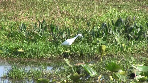 Egret Zoom Out 스톡 동영상 88669418