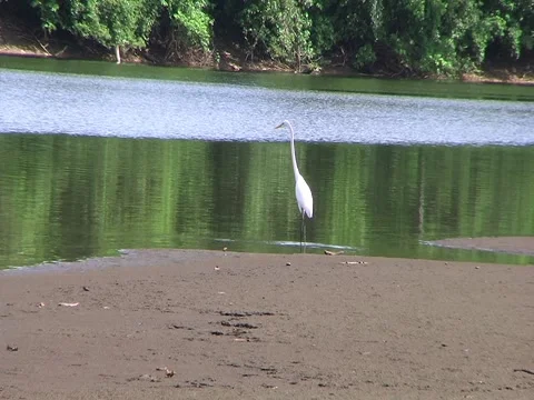 Egret/Bird Stock Footage 3527586