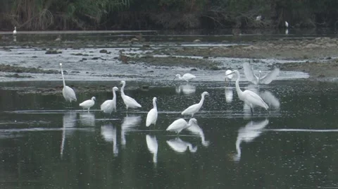 Egrets 1 Stock Footage 8510379