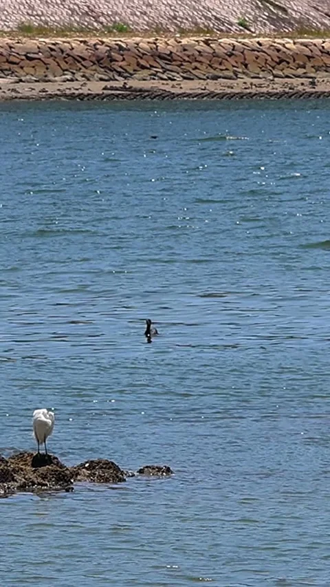 Egrets and cormorants at the Ota River in Hiroshima on a hot summer day.Vol. 01 库存影片 340450022