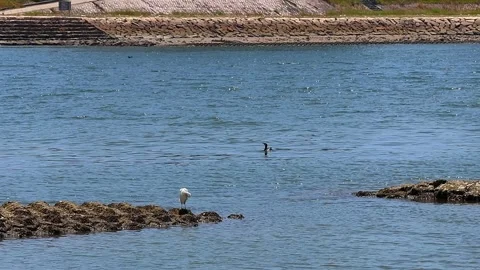 Egrets and cormorants at the Ota River in Hiroshima on a hot summer day.Vol. 01 库存影片 340450031