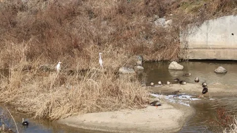 Egrets and ducks Video stock 170169481