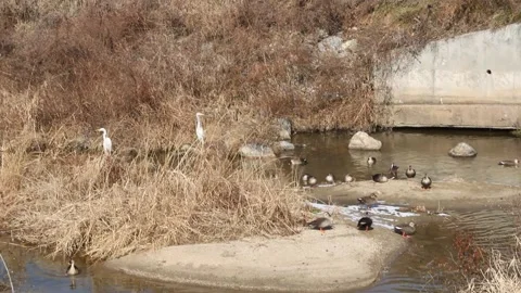 Egrets and ducks Video stock 170169495