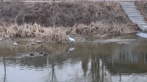 Egrets and ducks Video stock 170547908
