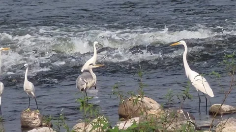 Egrets and Grey Heron Competing in Fast River Vídeo Stock 342144960