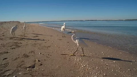 EGRETS ON BEACH, SANIBEL FLORIDA Video stock 72632053