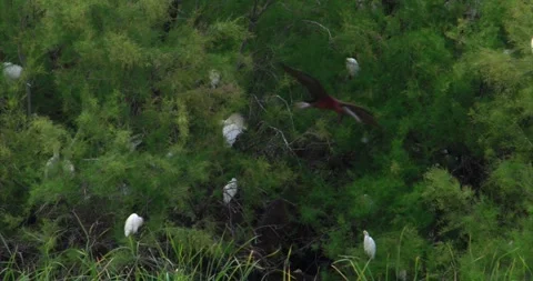 Egrets bushes Stock Footage 281163098