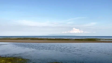 Egrets eat sea creatures, algae and fish during the low tide of the ocean in Video stock 241396964