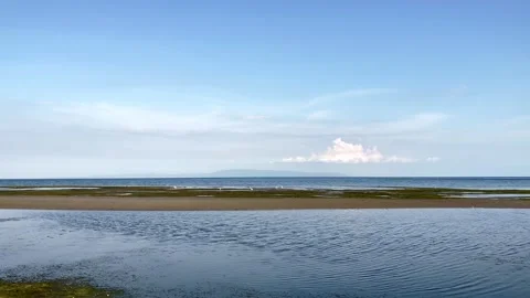 Egrets eat sea creatures, algae and fish during the low tide of the ocean in Stock Footage 241396978