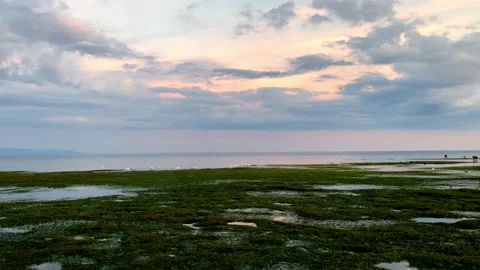 Egrets eat sea creatures, algae and fish during the low tide of the ocean in Stock Footage 241396993