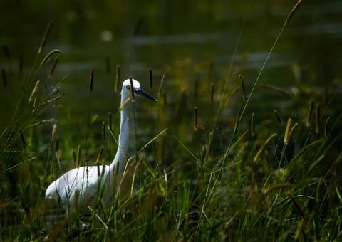 The egrets elegant posture Foto stock