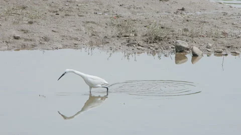 Egrets feed in the water Stock Footage 241916286