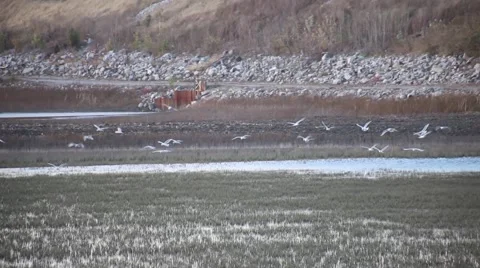 Egrets feeding 2 Stock-Footage 43911197